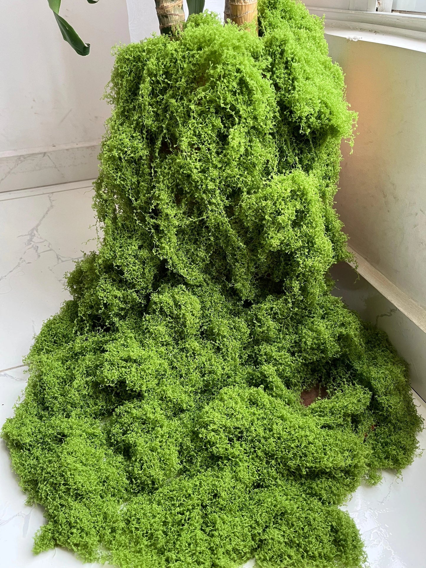 🎄🎉MUSGO NAVIDEÑO TENDENCIA 2025🎅✨PARA PESEBRES Y DECORACIONES🎁🎇