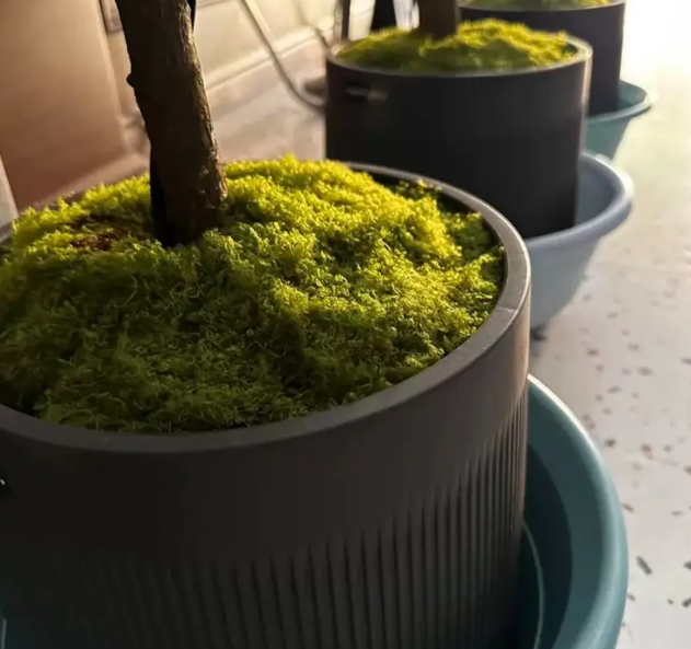 🎄🎉MUSGO NAVIDEÑO TENDENCIA 2025🎅✨PARA PESEBRES Y DECORACIONES🎁🎇